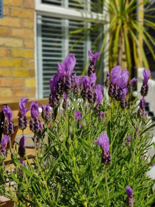 May Cottage - Heart Of Vibrant Village & 10 Mins Walk To Beach Milford on Sea Exterior photo
